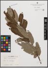 Foto von Salix cinerea L. x Salix viminalis L.